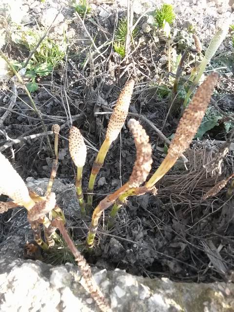 Equisetum telmateja